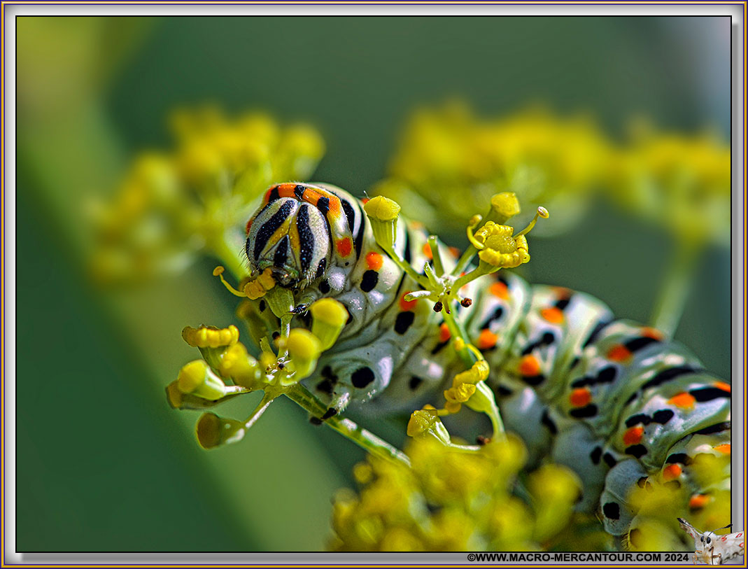 Chenille du Machaon